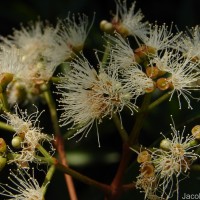 Syzygium caryophyllatum (L.) Alston